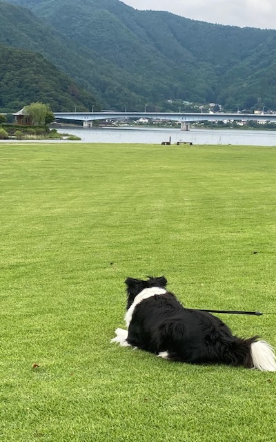 pet image 1