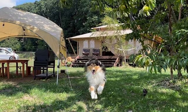 Ｃａｍｐ　ｉｎｎ　清里　グランデール 愛犬との滞在写真 1