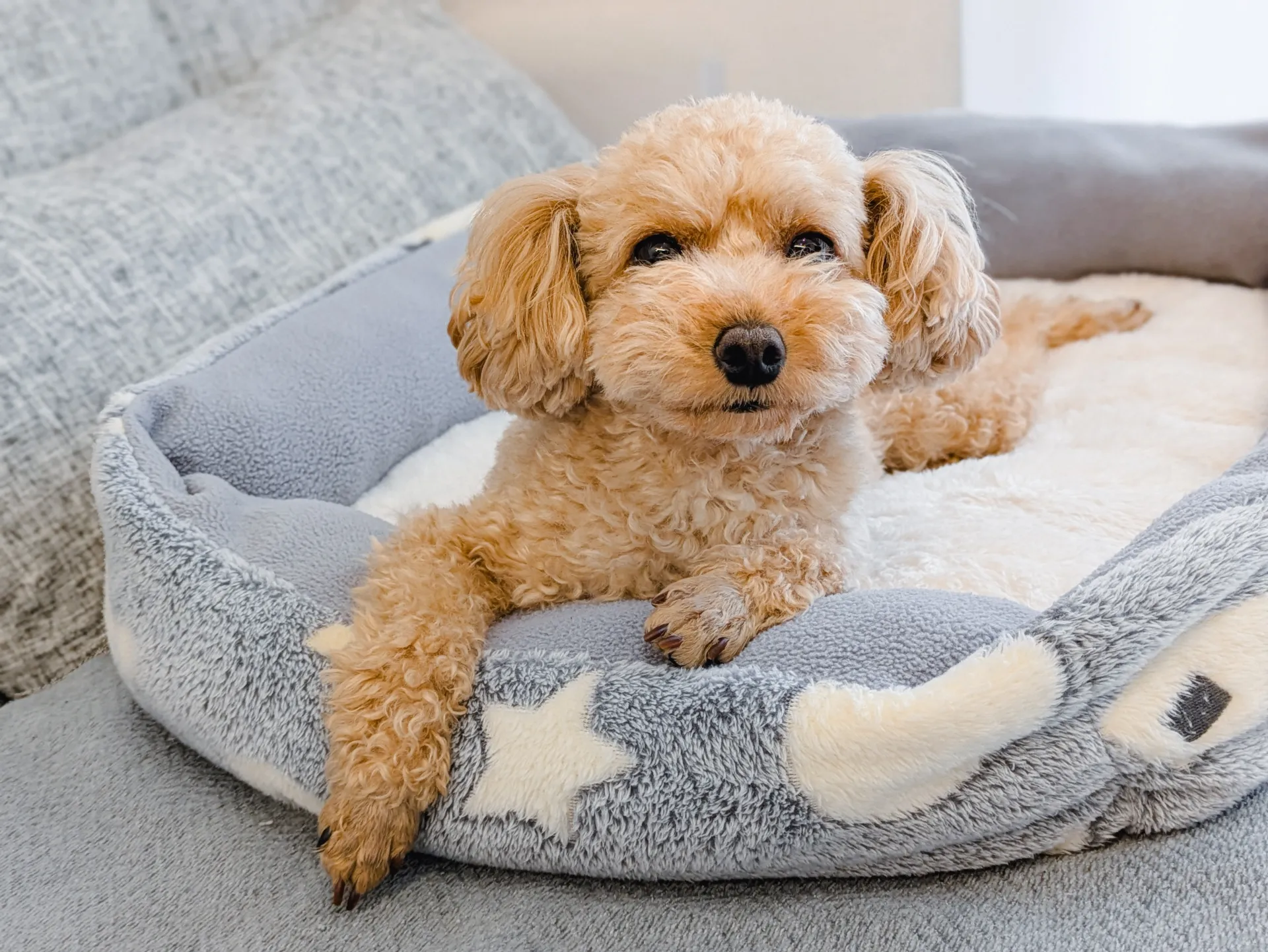 pet image 1