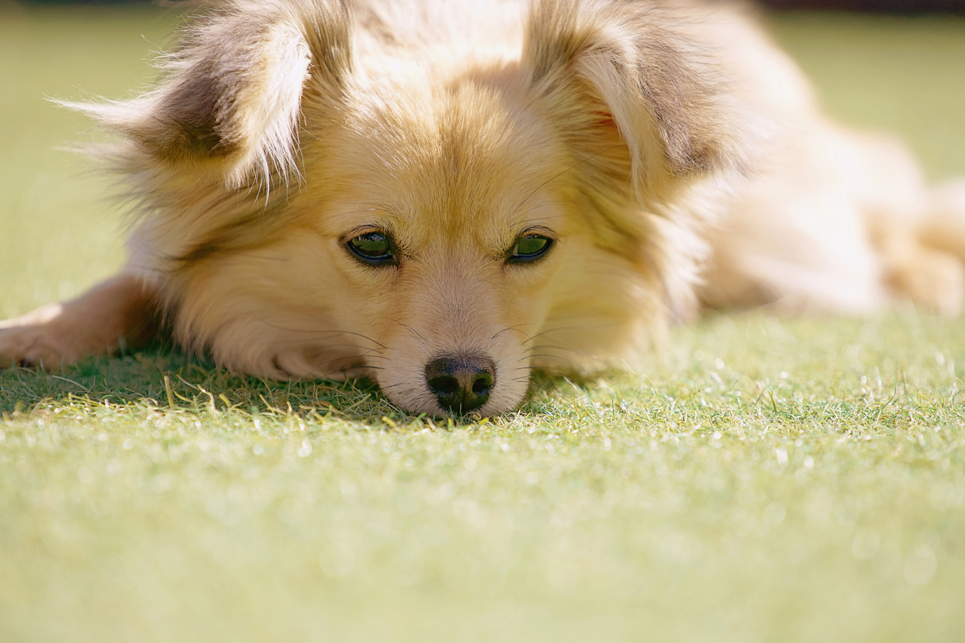 pet image 1