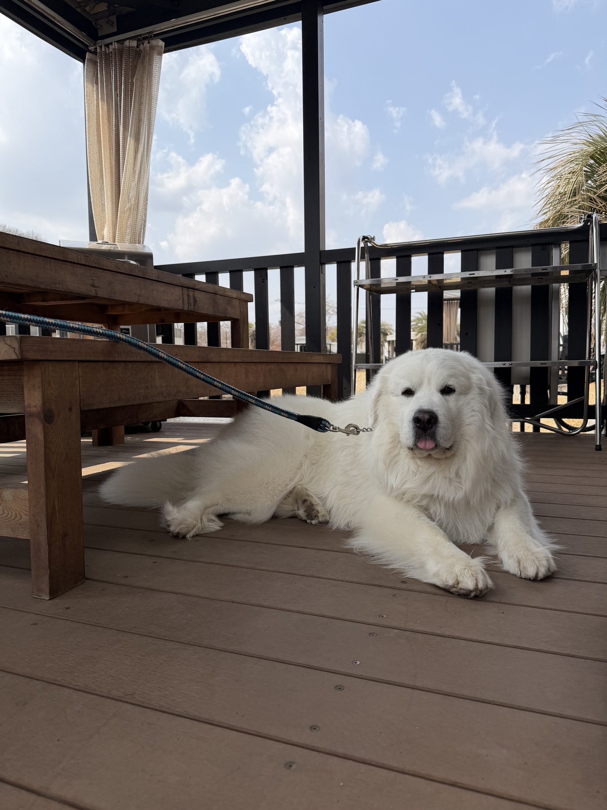 pet image 1