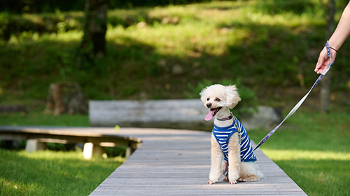 pet image 1