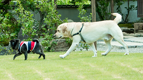 pet image 1