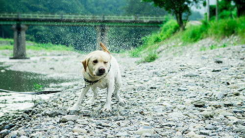 pet image 1