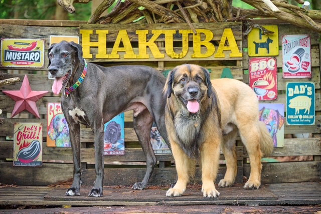 ＳＥＡＳＨＡ＇ｓコテージＲ１ 愛犬との滞在写真 1