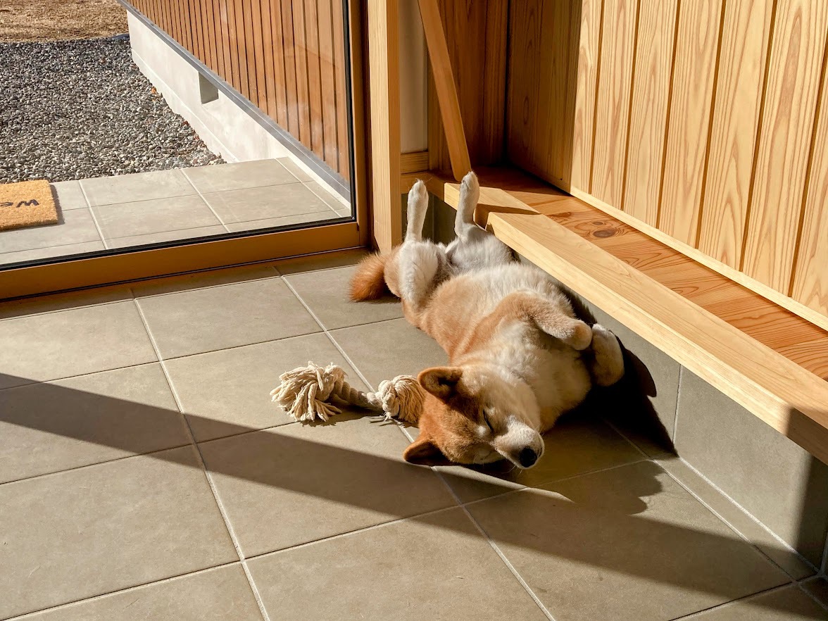 pet image 1