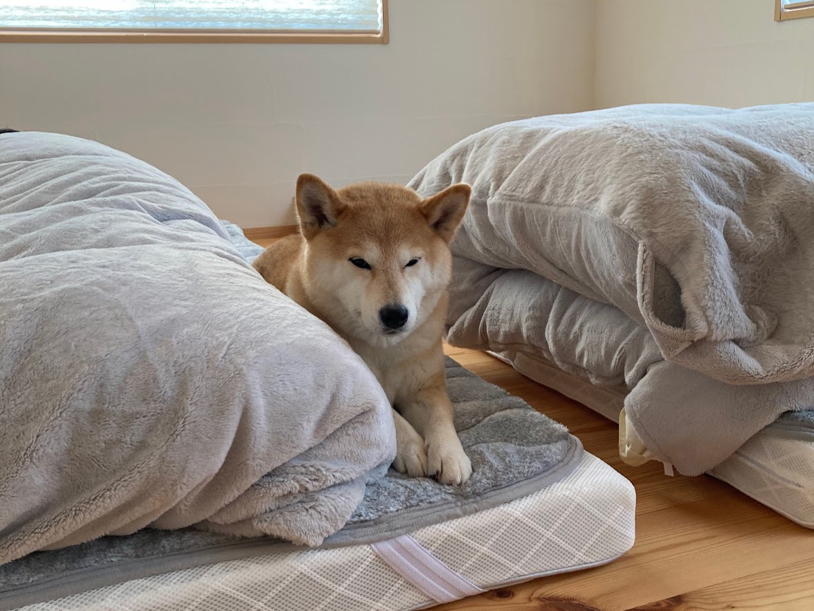 pet image 1