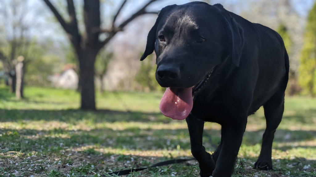 pet image 1