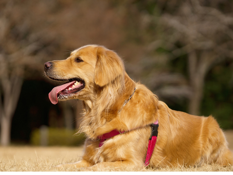 pet image 1
