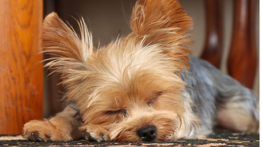 pet image 1