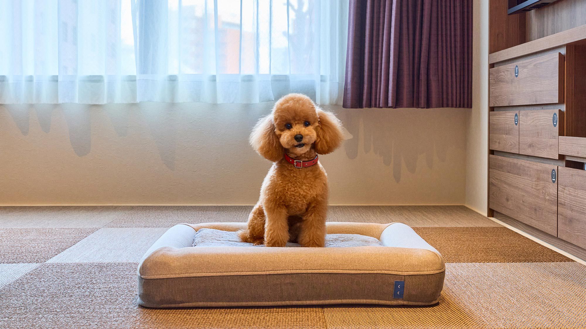 pet image 1