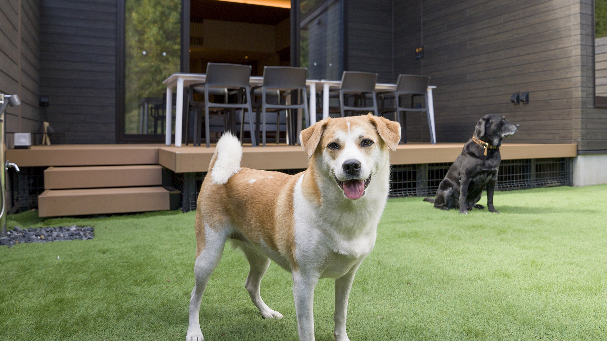 pet image 1