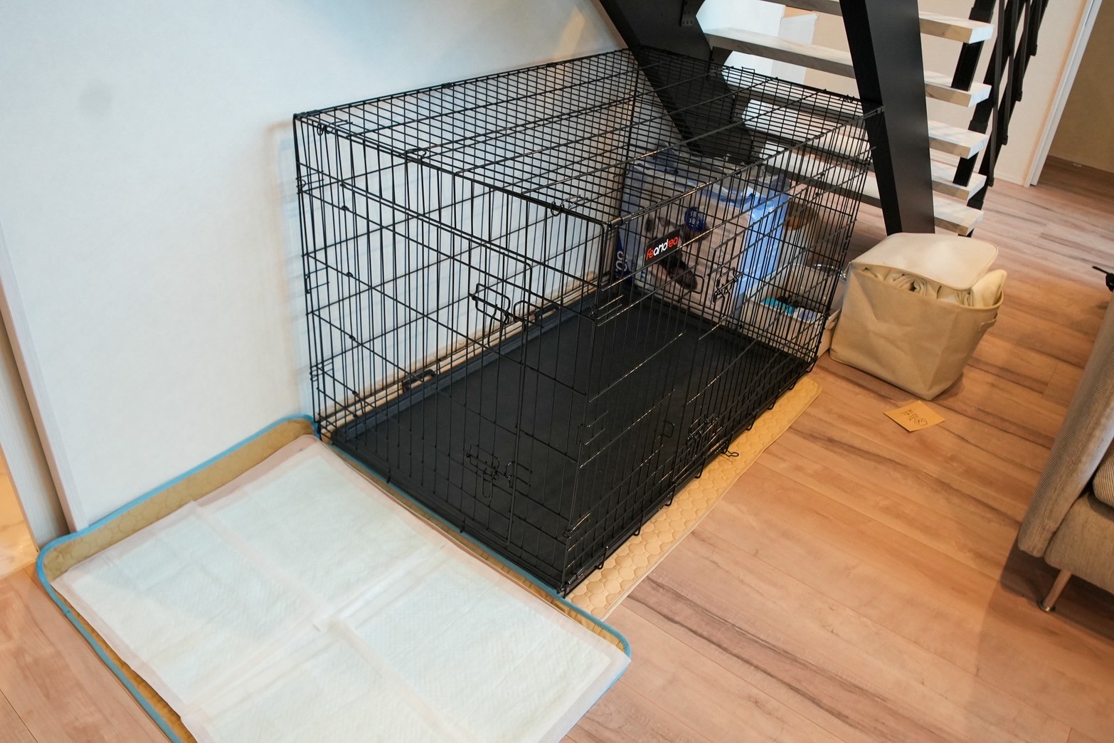 pet image 1