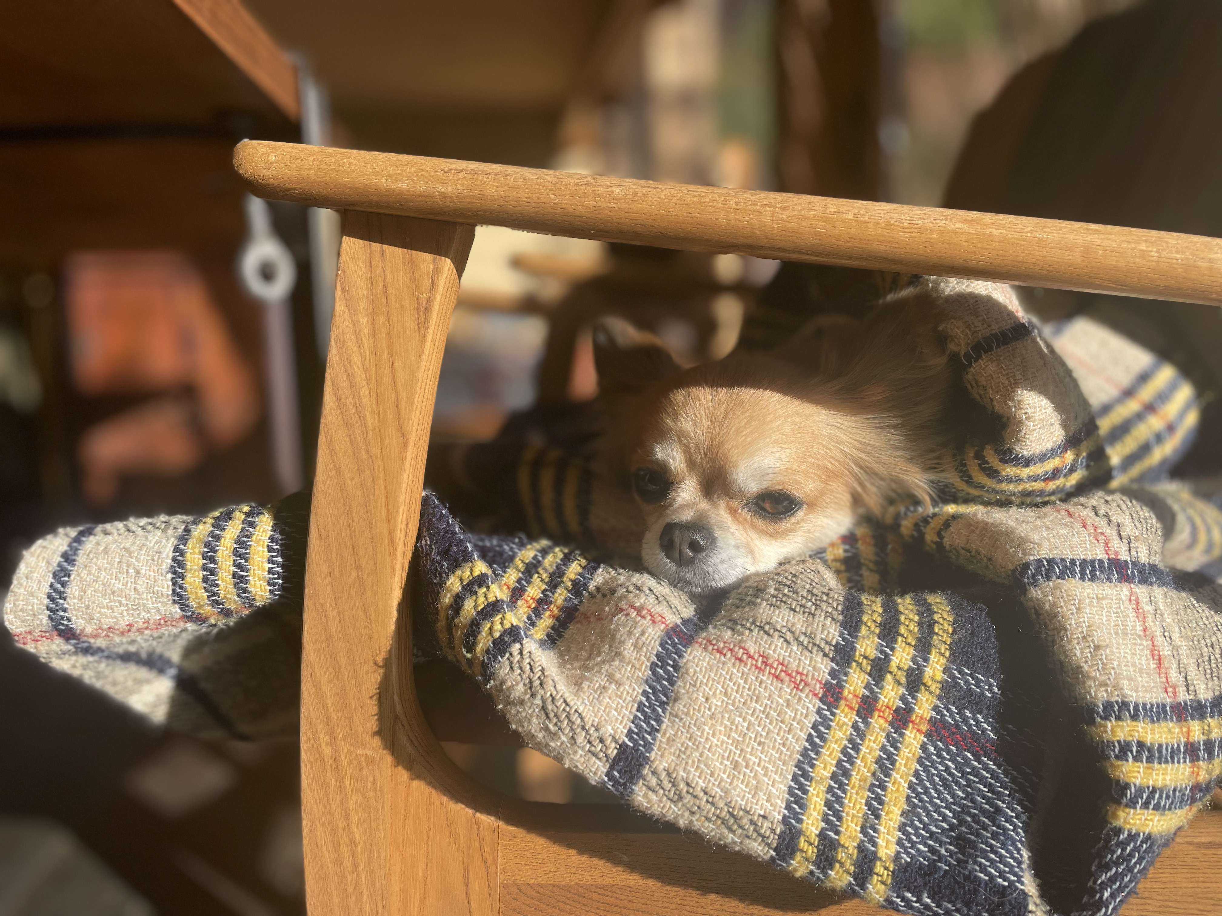 pet image 1