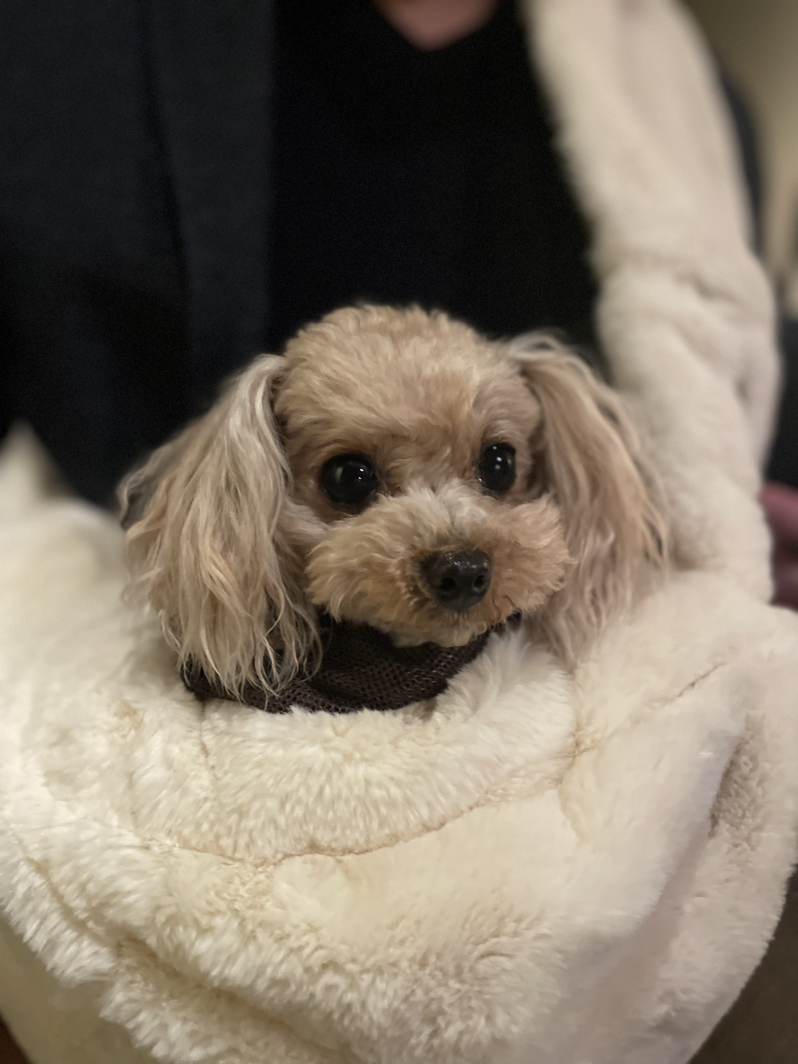 pet image 1