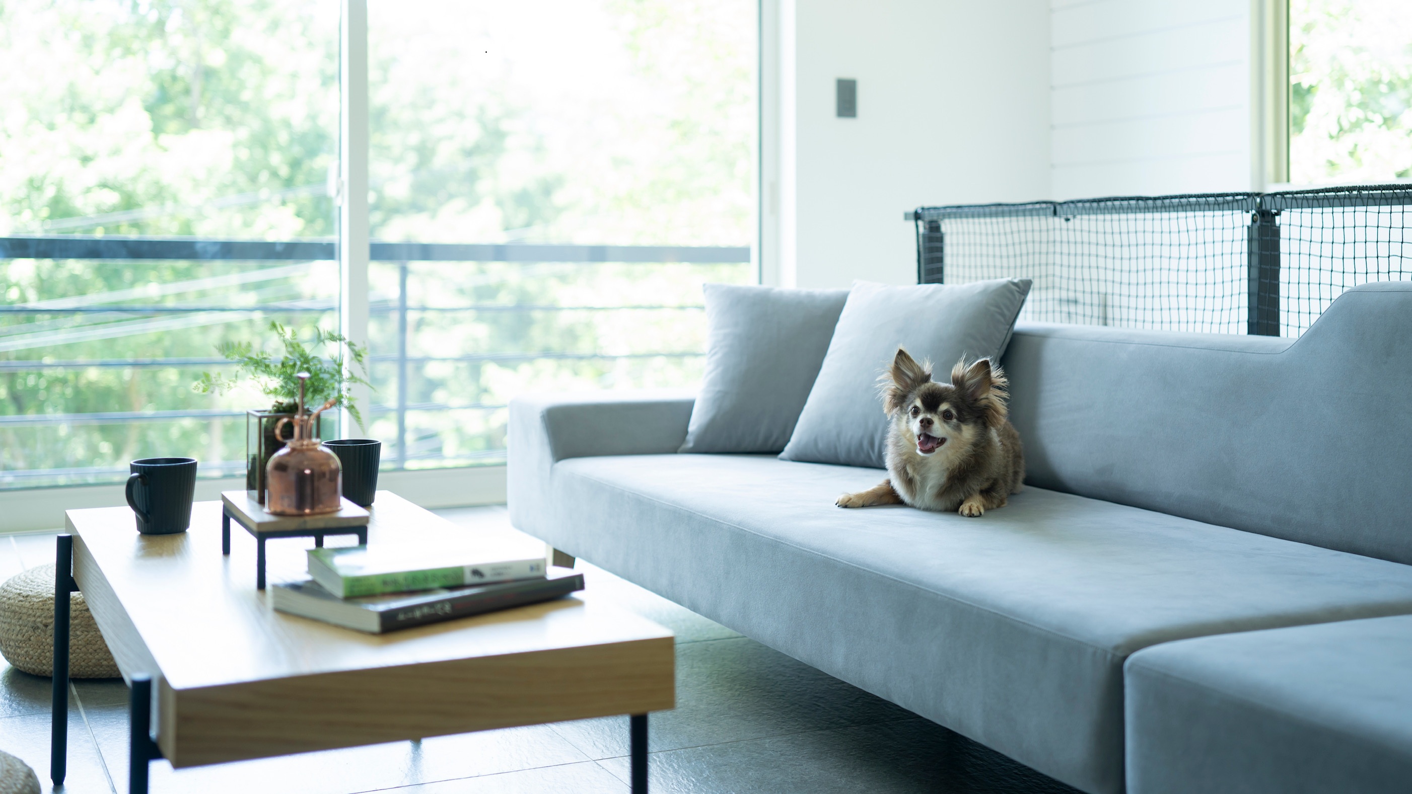 pet image 1