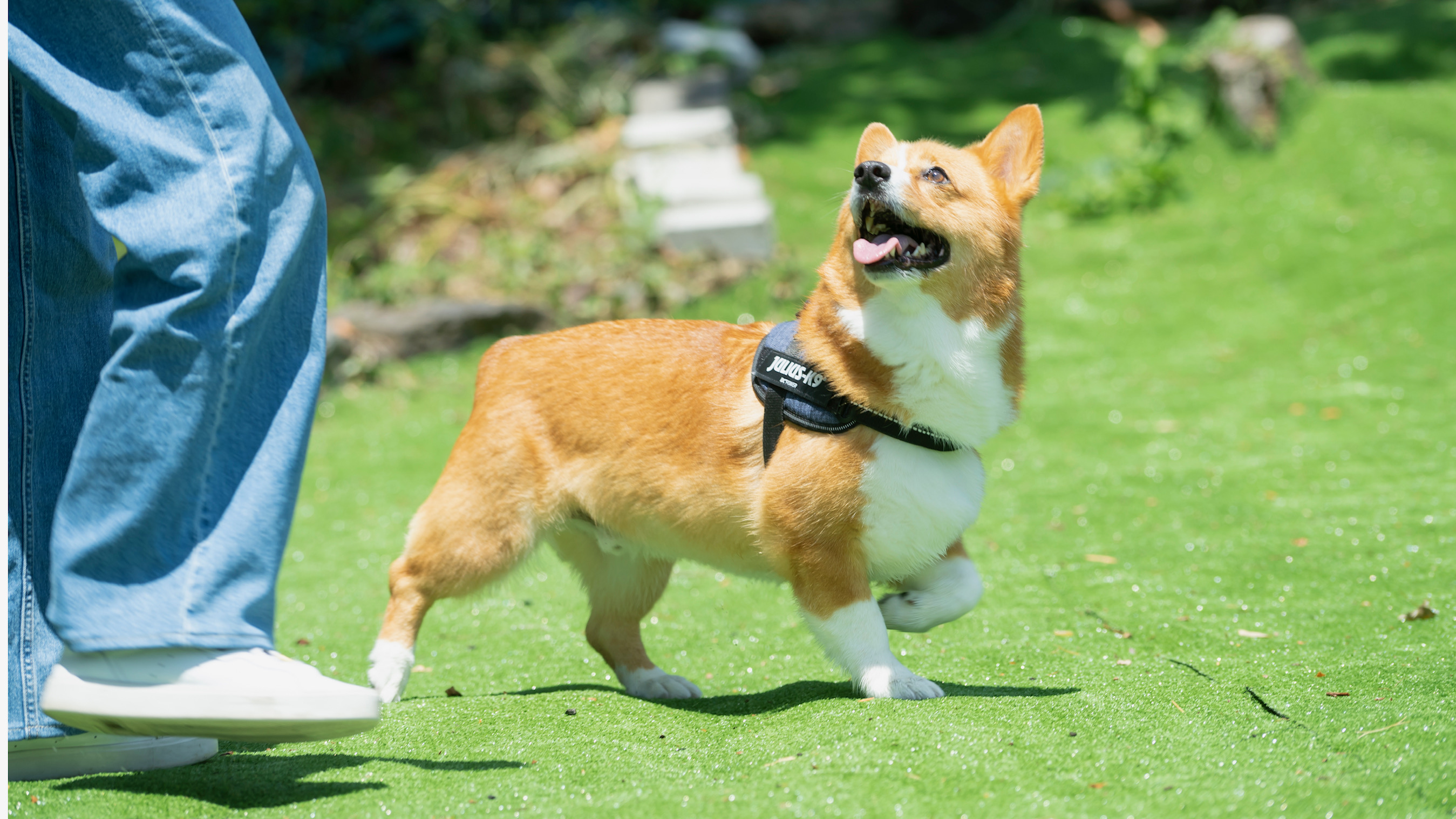 pet image 1