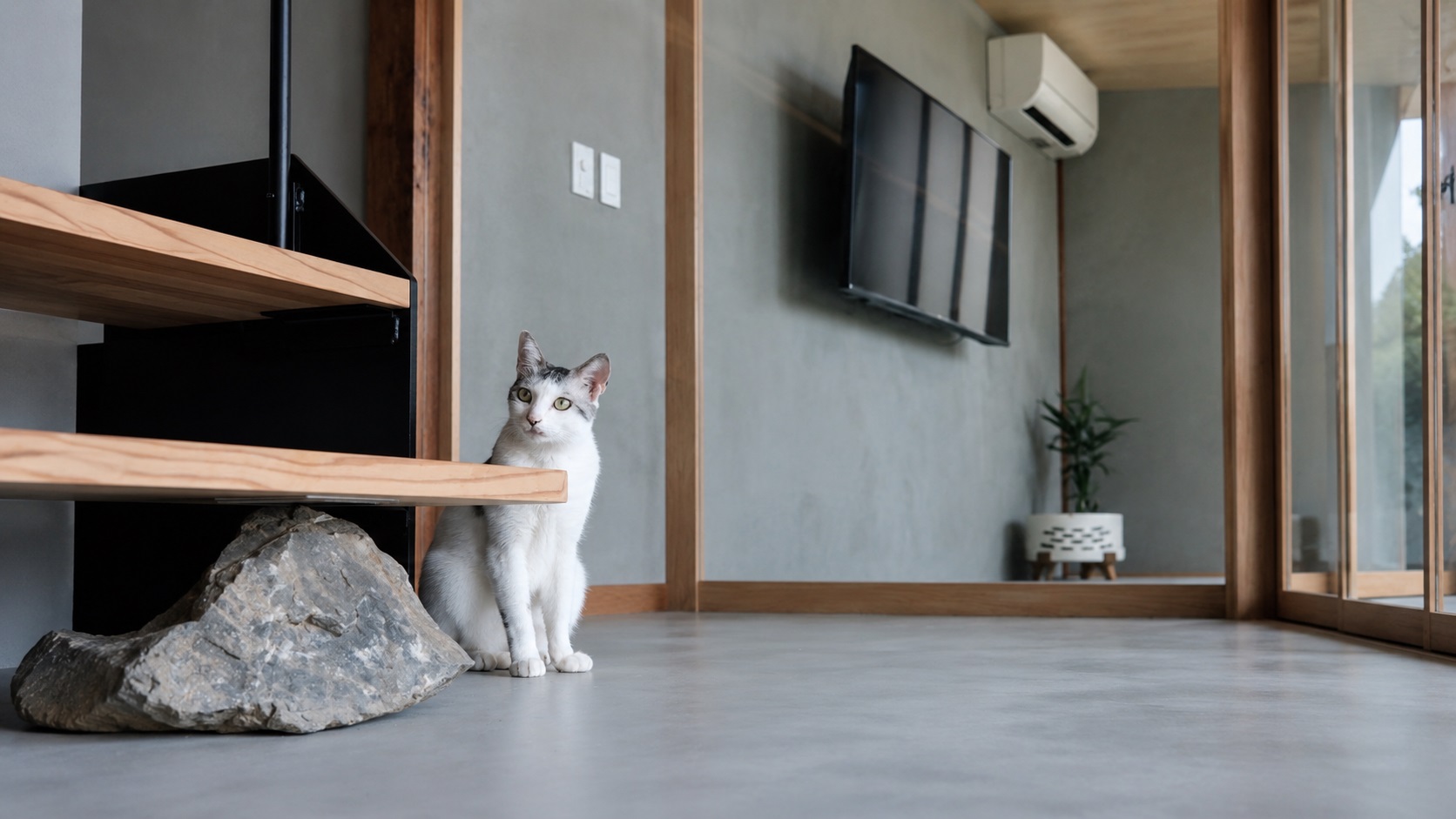 pet image 1