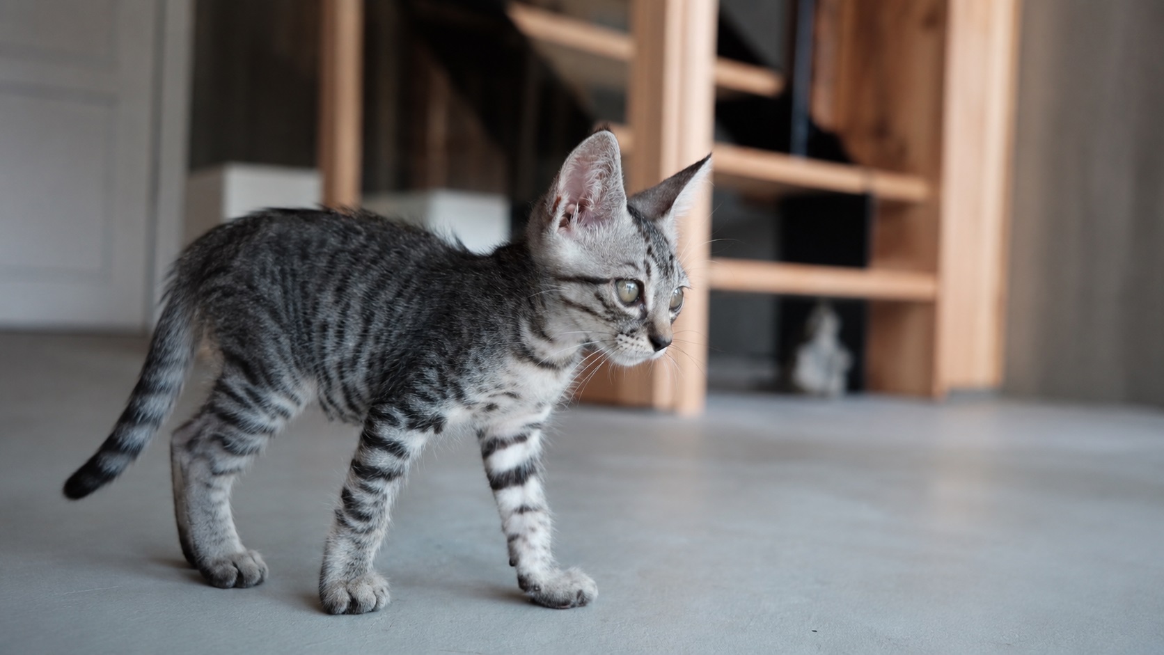 pet image 1
