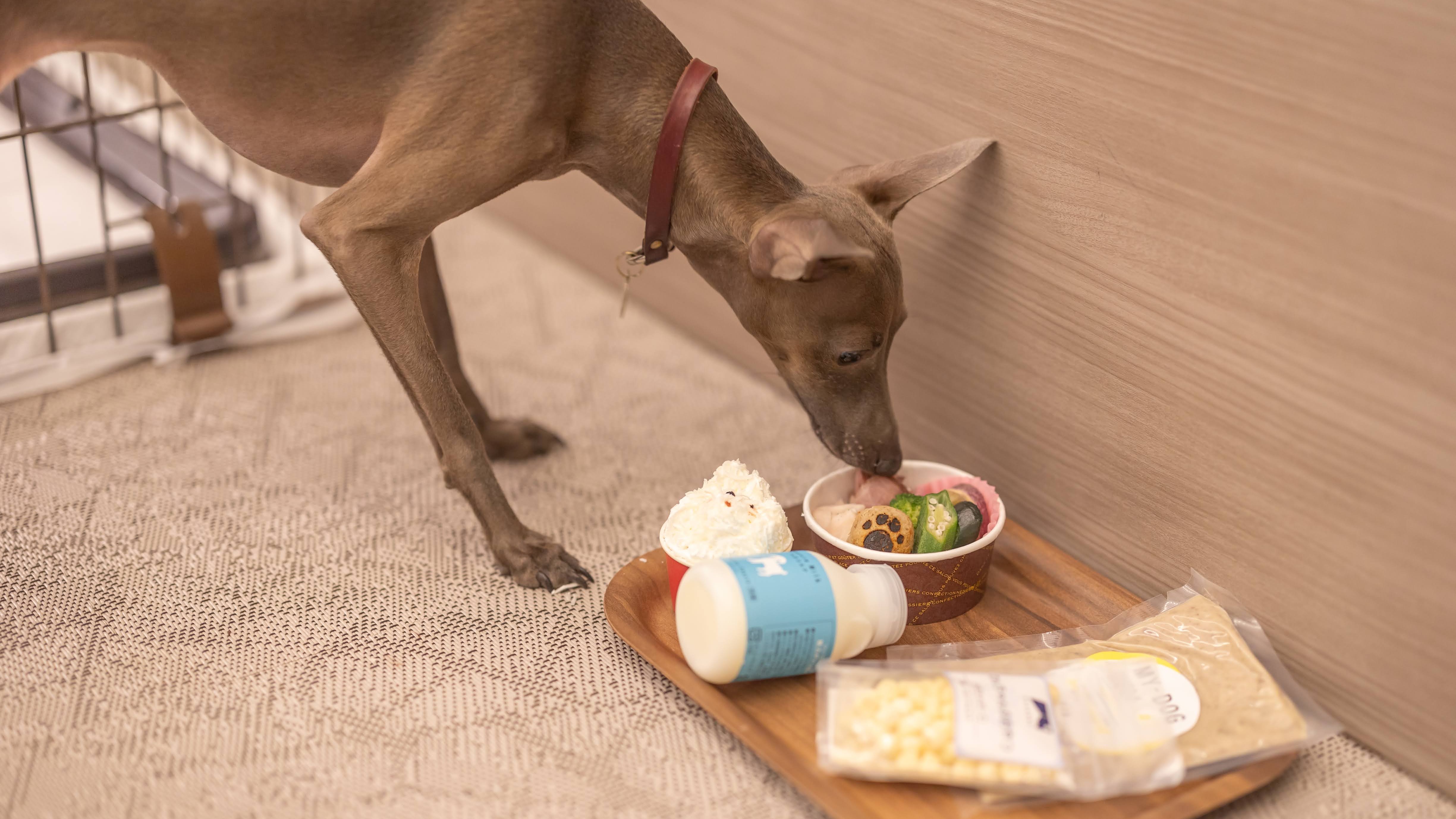 あさま空山望　＾ 愛犬との滞在写真 2