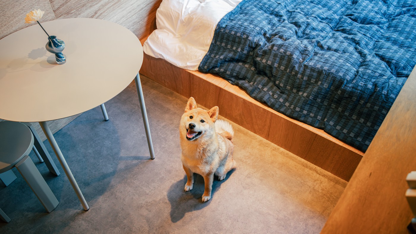 pet image 1