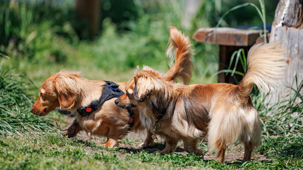 pet image 1