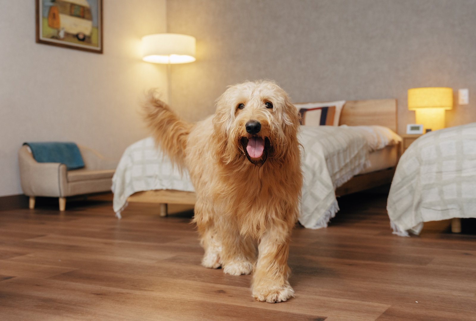 pet image 1