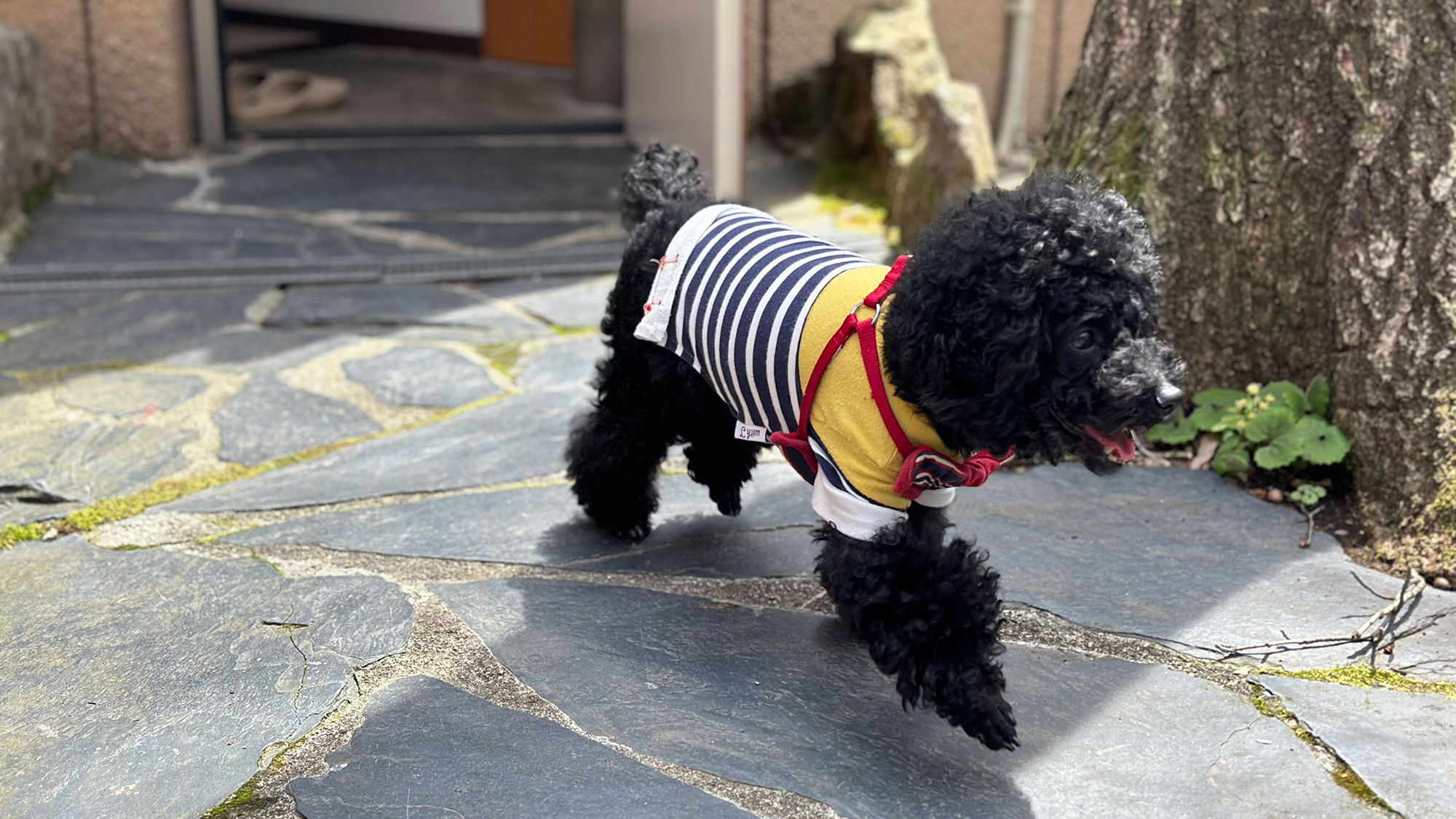 pet image 1