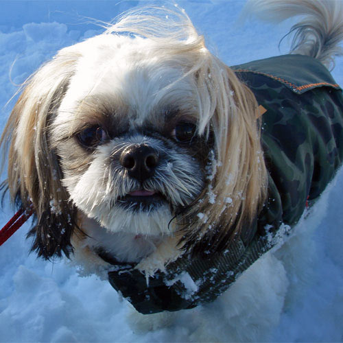 ホテルモック ペット宿泊情報 楽天トラベル