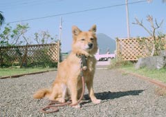 ペンション菜の花館 ペット宿泊情報 楽天トラベル