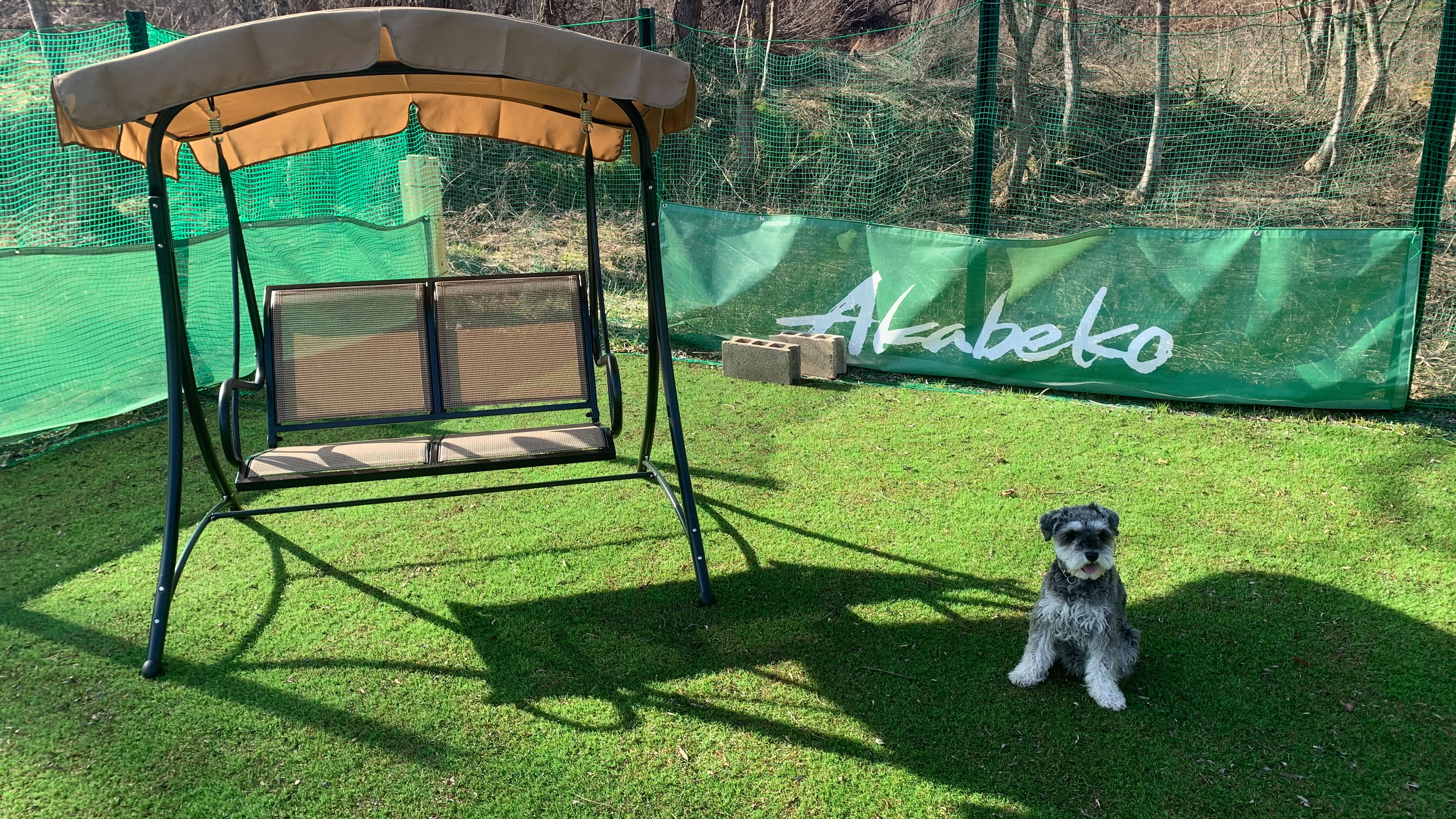 pet image 1