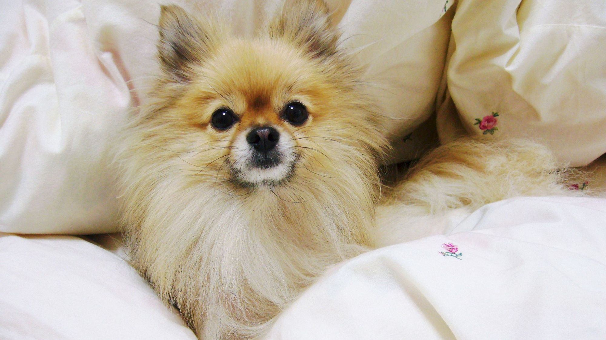 pet image 1