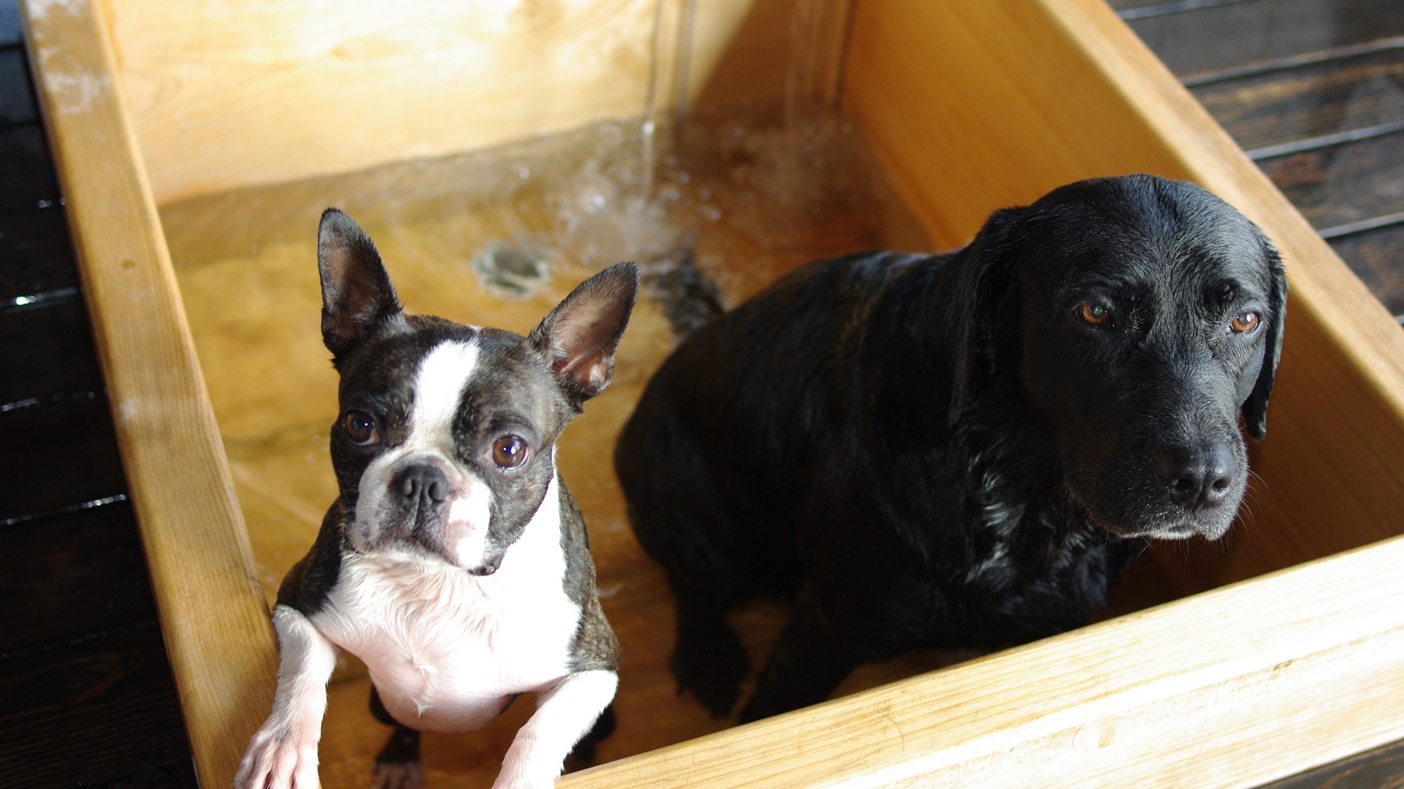 pet image 1