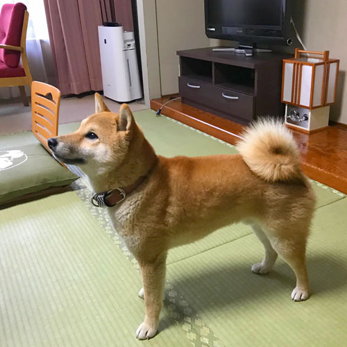 かんぽの宿石和 ペット宿泊情報 楽天トラベル