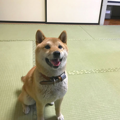 かんぽの宿石和 ペット宿泊情報 楽天トラベル