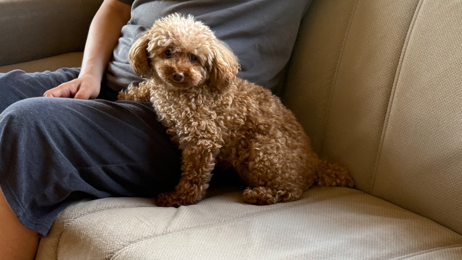 pet image 1