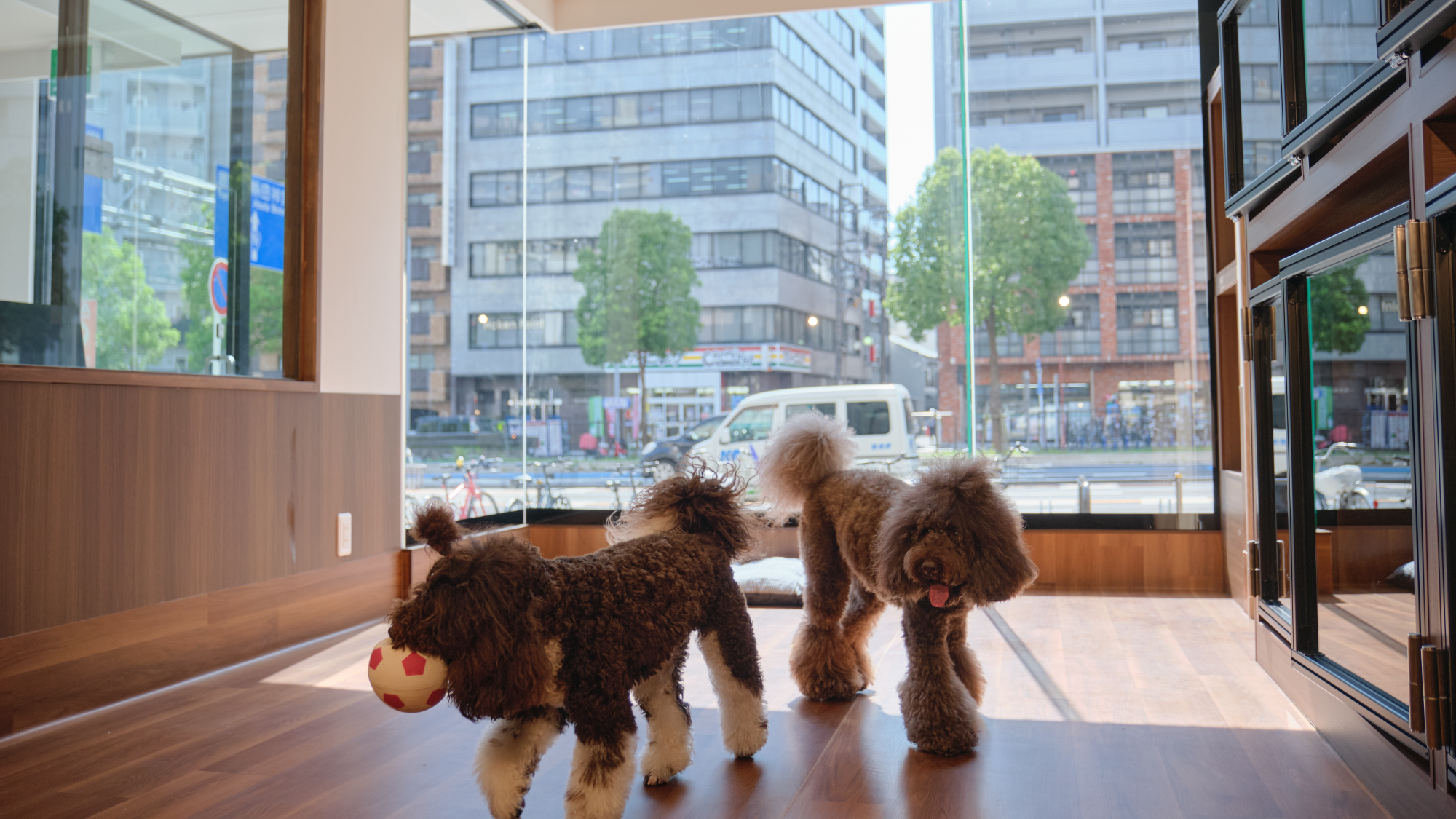pet image 1
