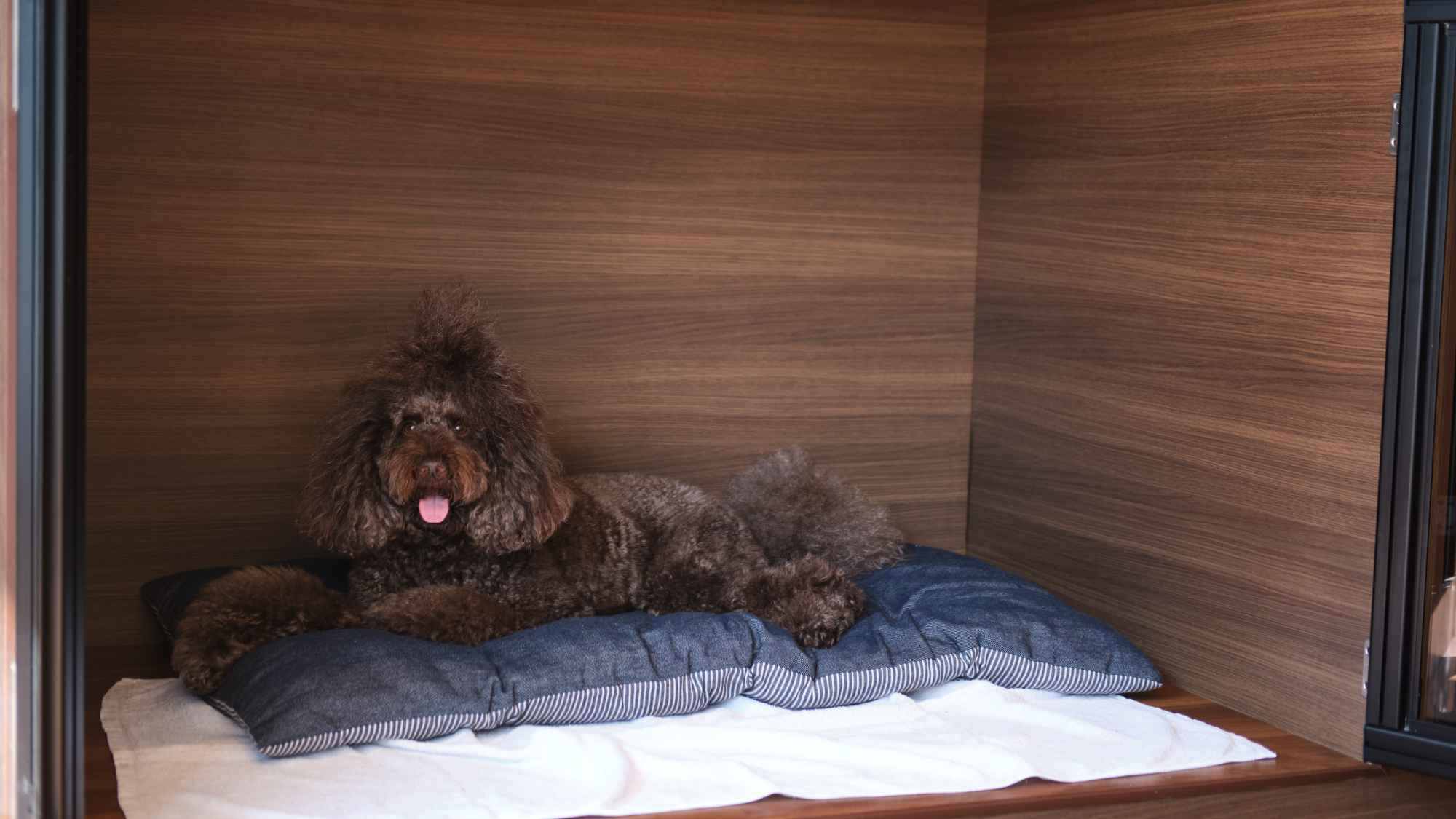 pet image 1