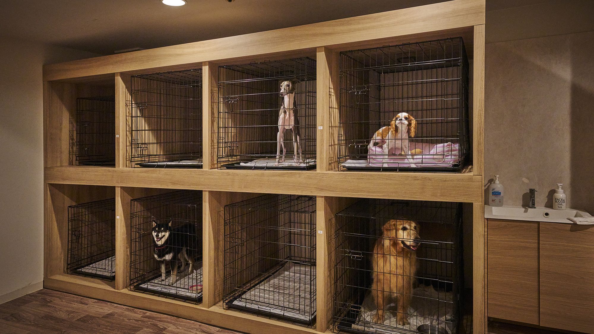 pet image 1
