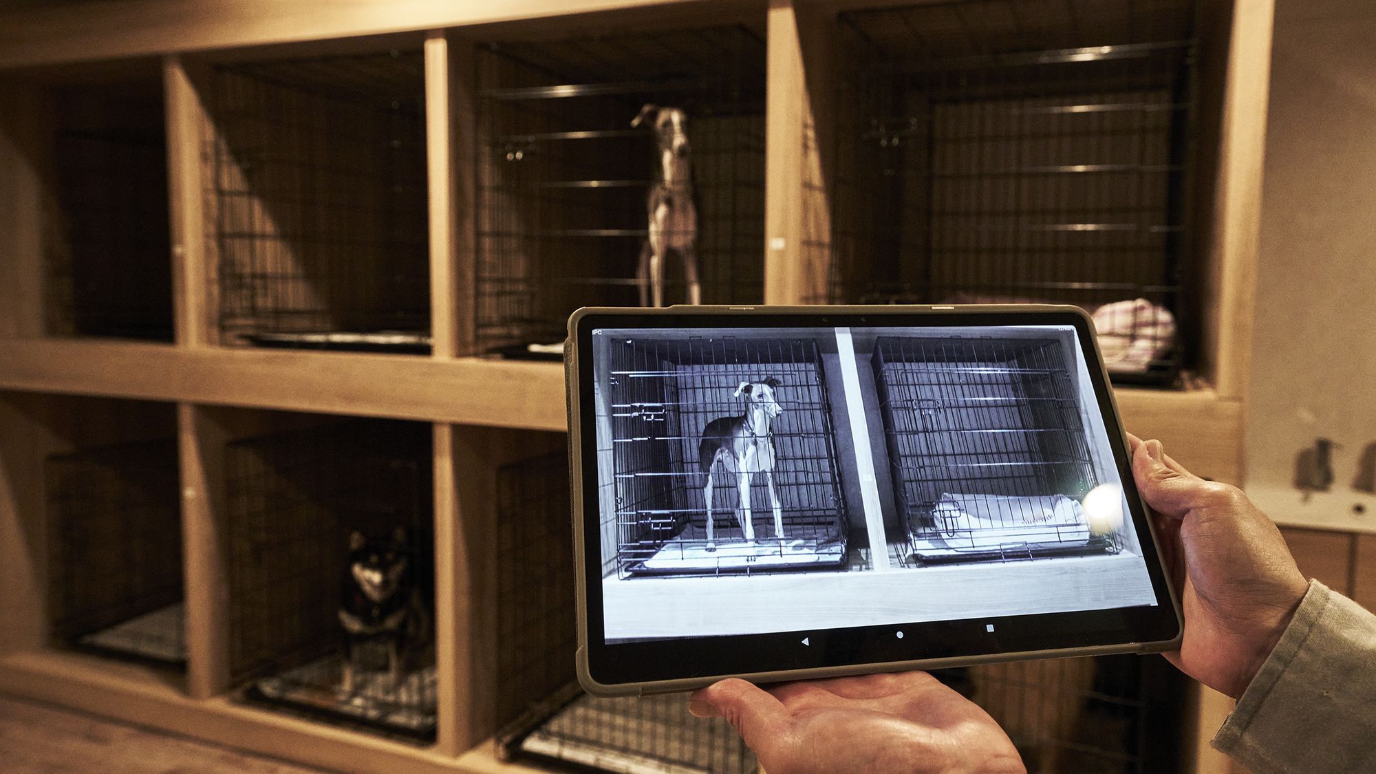 pet image 1