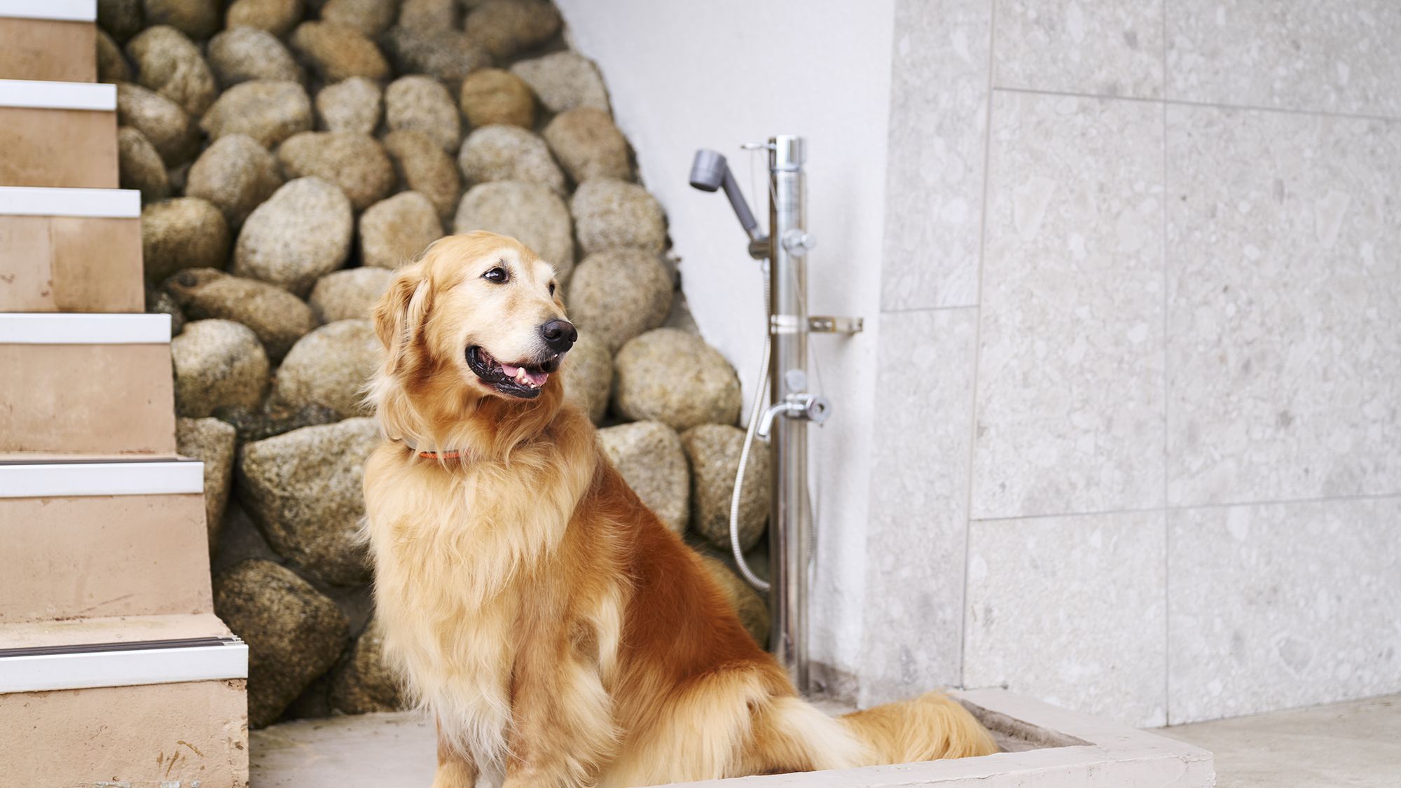 pet image 1
