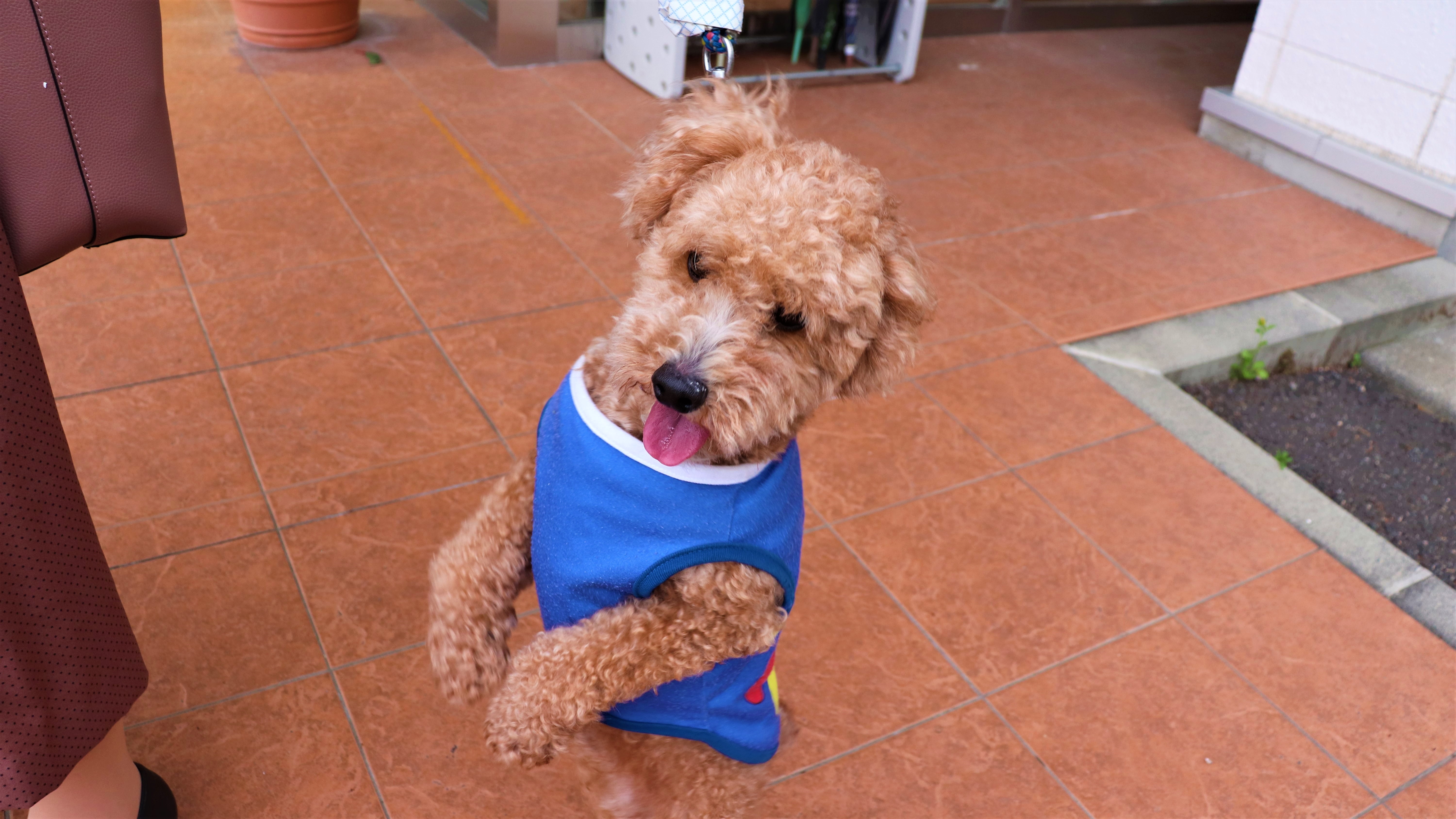 pet image 1