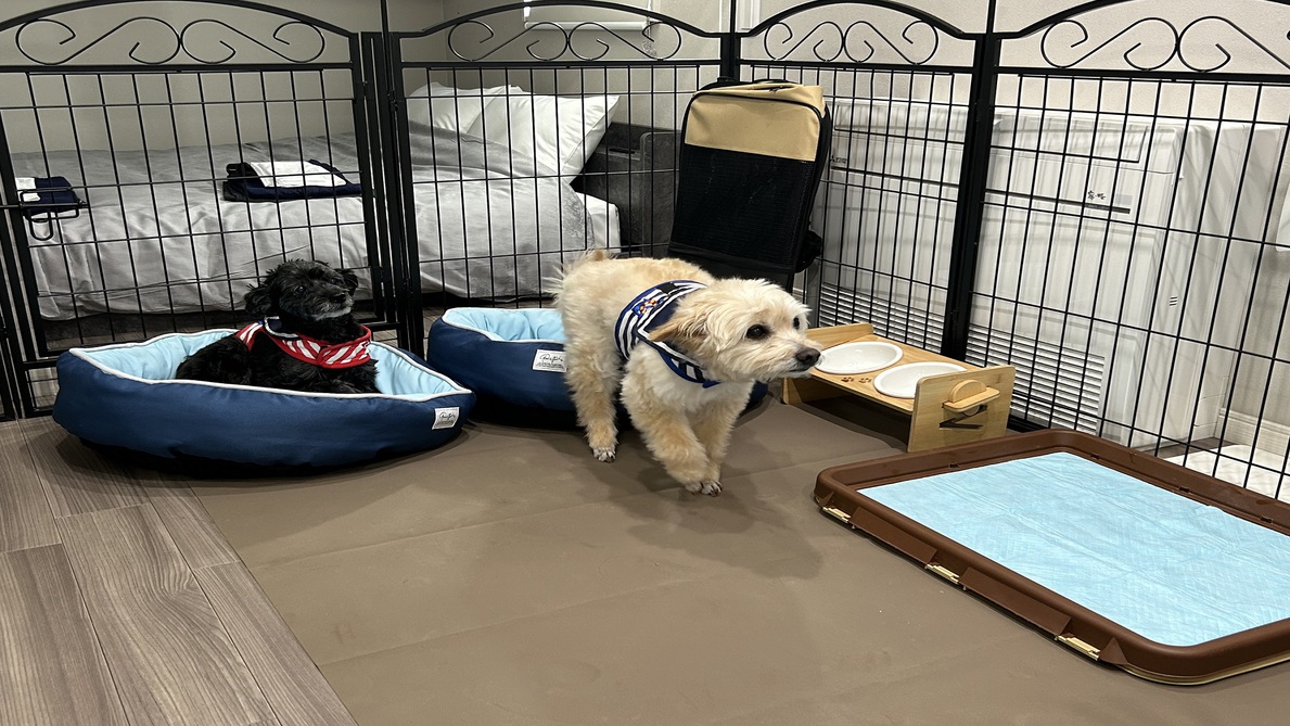 pet image 1