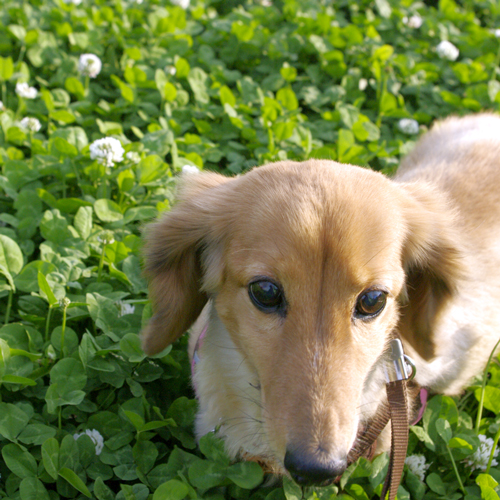 pet image 1