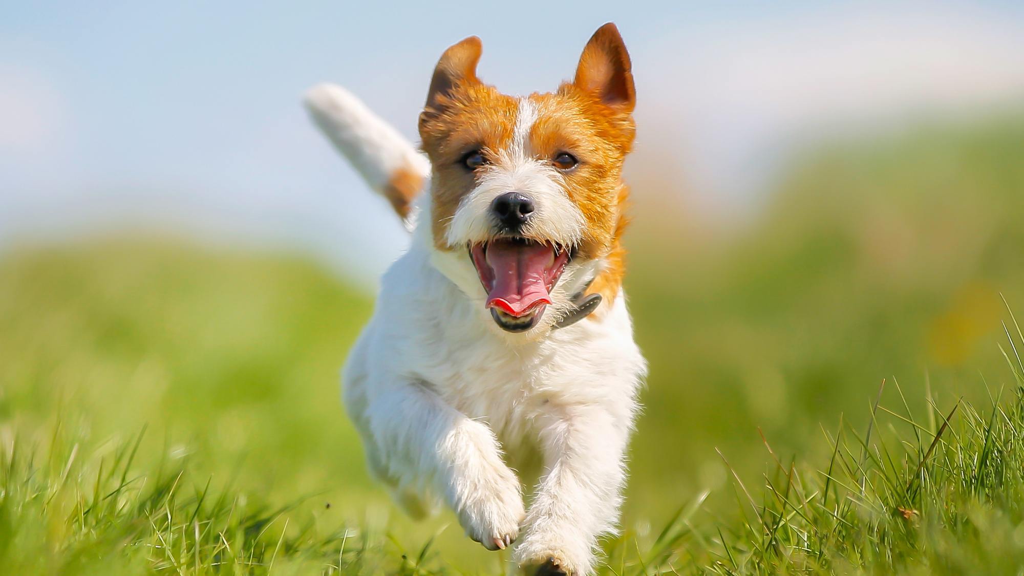 pet image 1