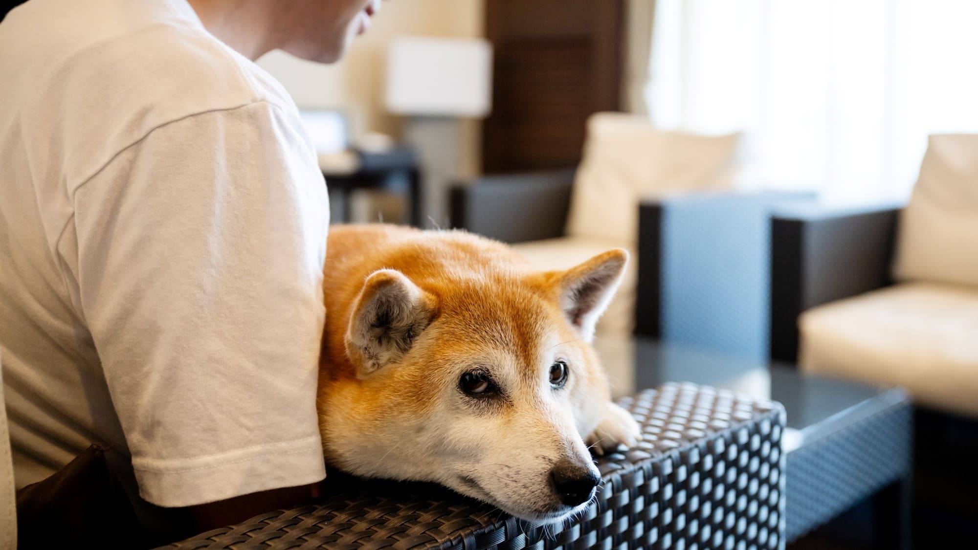 pet image 1