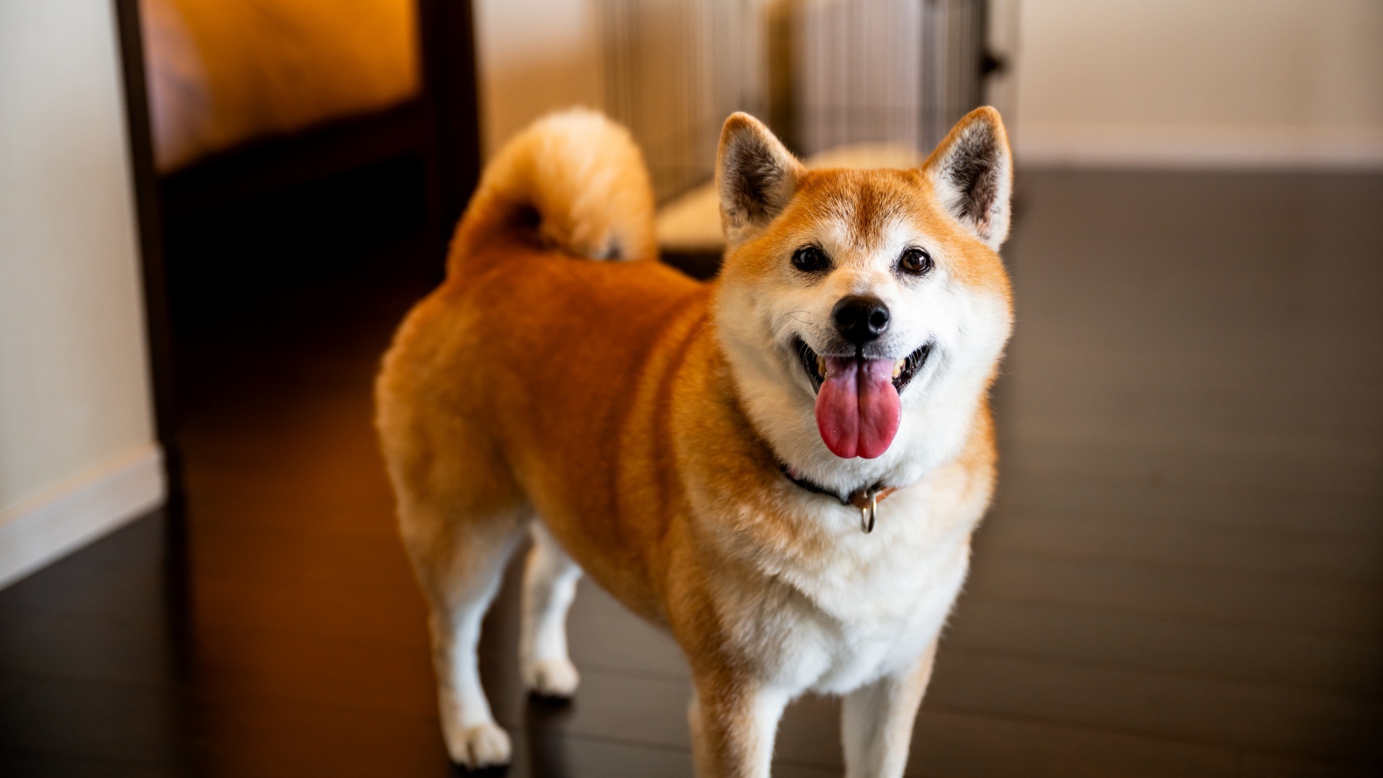 pet image 1