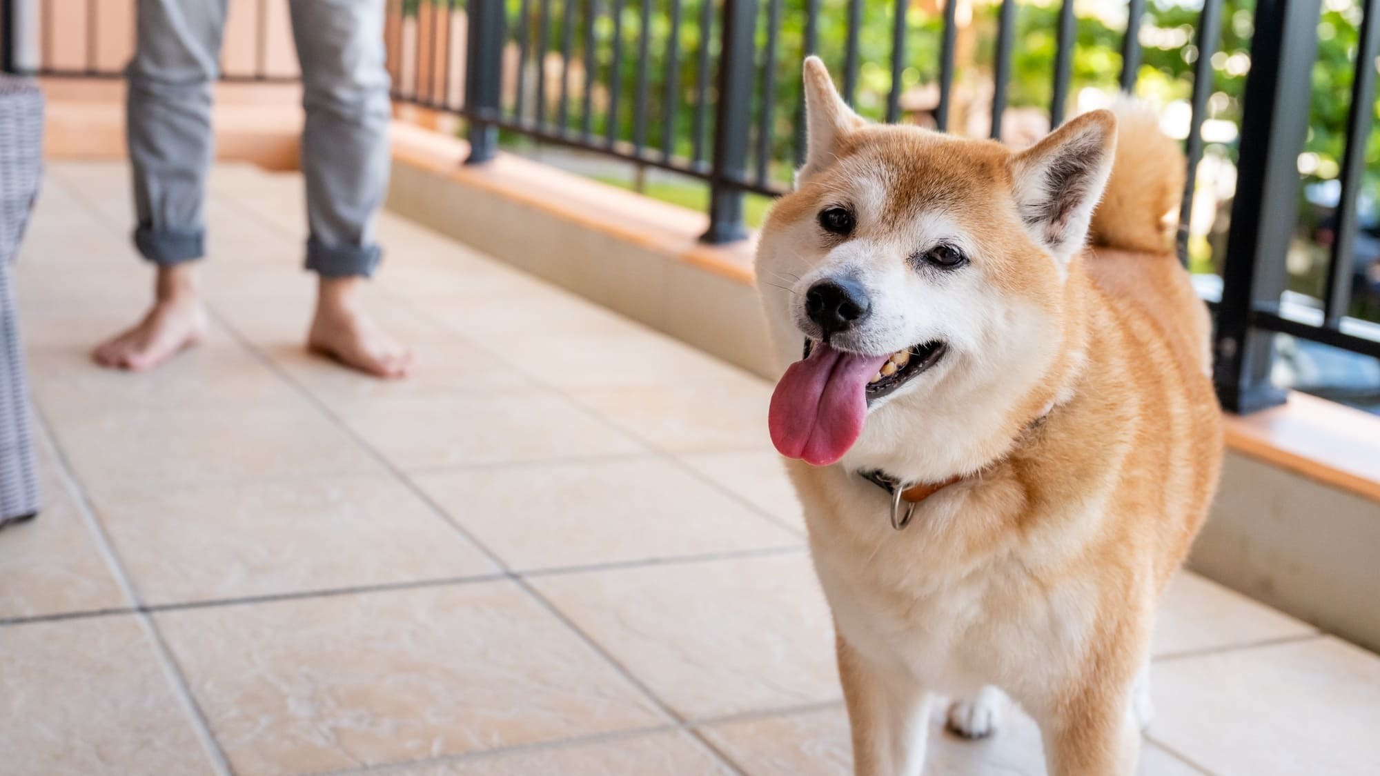 pet image 1