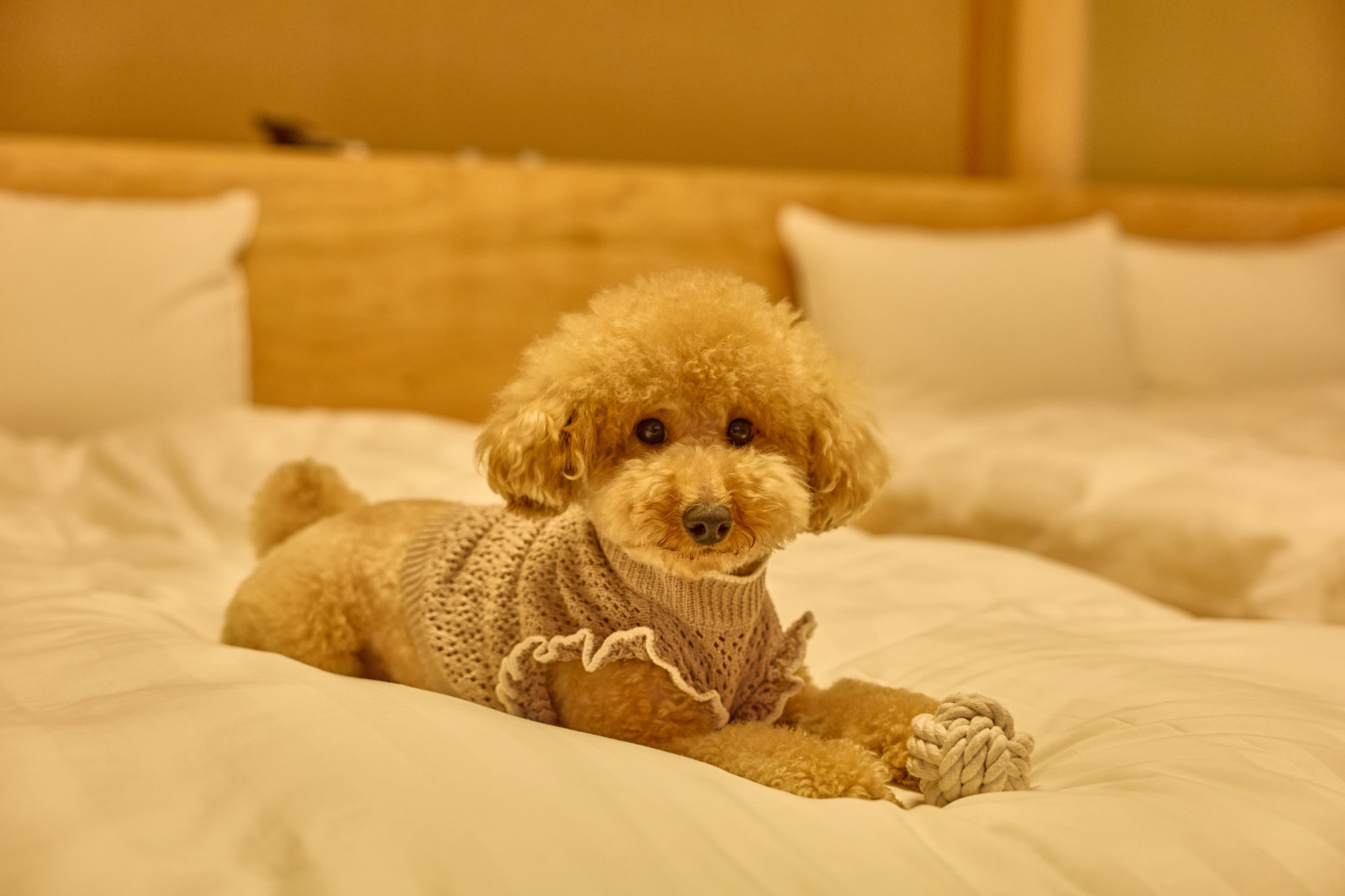 pet image 1